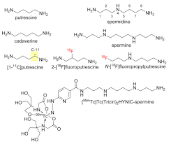 Image result for Oncinotis tenuiloba