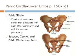 Bones of the pectoral girdle and upper limb21p image quiz. Ppt Pelvic Girdle Lower Limbs P 158 161 Powerpoint Presentation Free Download Id 1898161