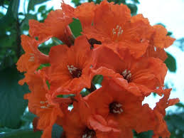 Image result for Cordia grandicalyx