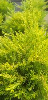 Grows well in auburn, citrus heights, elk grove, folsom, rocklin, roseville and sacramento. Coleonema Sunset Gold Cj S Plants