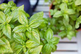 Add the leaves to sauces, stews, soups, meat, and casseroles. 5 Herbs To Plant In Early Spring