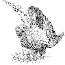 Line Art Owls See more ideas about owls drawing, owl, owl cartoon. line art owls