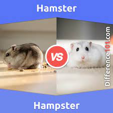 Hampster or hamster