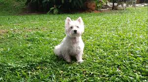 Secrets to whitening a dog's coat preventing staining due to diet. Fur Whitening How To Keep Your Dog S Fur White Kohepets Blog