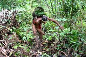 Hutan yang terdapat di seluruh dunia dapat diklasifikasikan kepada beberapa jenis. 20 Tahun Uu Kehutanan Bagaimana Kehidupan Masyarakat Adat 1 Mongabay Co Id