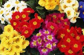 How Do I Plant Care For Yellow Primroses Evening Primrose Flower Primroses Plants