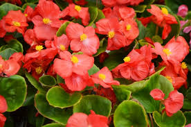 Image result for begonia semperflorens