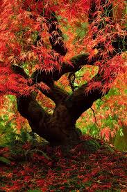 Japanese Maple Madness Portland Japanese Garden Japanese Garden Japanese Maple Tree