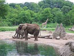Free Pittsburgh Zoo Coupons Best Free Stuff Guide Zoo Coupons Pittsburgh Zoo Zoo
