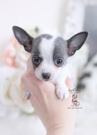 Most still keep in touch. Teacup Chihuahuas And Chihuahua Puppies For Sale By Teacups Puppies Boutique Teacup Puppies Boutique