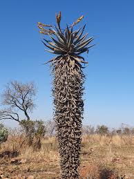 Image result for Aloe marlothii