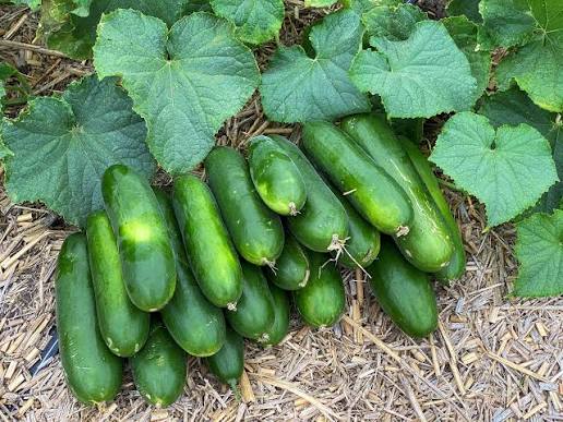 Fresh Cucumbers