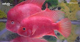 Cara setting aquarium untuk ikan hias louhan, untuk menyeting aquarium agar mempermudah dalam kita merawat ikan hias kesayangan, dan lebih irit dalam hal. Budidaya Ternak Ikan Lou Han Yang Cocok Untuk Pemula
