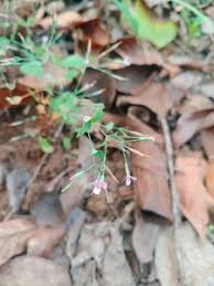 Image result for Canscora kirkii