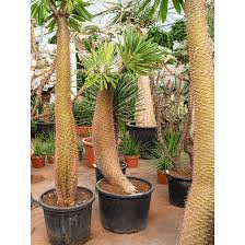 Image result for Pachycarpus eximius