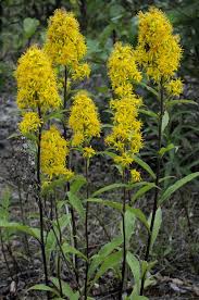 Image result for Bothriocline glomerata