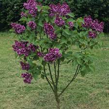 Maybe you would like to learn more about one of these? 14 Beautiful Types Of Lilac