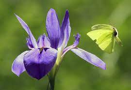 See below for tips on how to grow and care for both bearded and beardless iris. A Guide To Louisiana Irises How Where And When To Plant These Beautiful Native Flowers Home Garden Nola Com