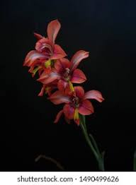 Image result for Hesperantha longicollis