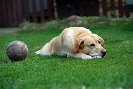 Gelenkverschleiss Beim Hund Tierarztliche Klinik Oberhaching