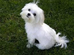 This style is called the maltese bob because it resembles the human bob haircut. Bildergebnis Fur Maltese Haircuts Maltese Maltese Dogs Maltese Puppy Maltese Haircut