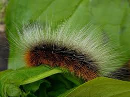 American Caterpillar Gallery Wildlife Insight