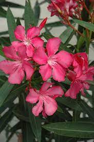 Oleander Nerium Oleander At Pender Pines Garden Center Oleander Plants Pine Garden