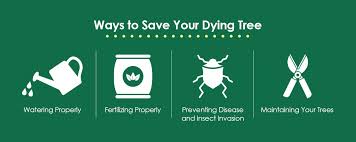 Having concluded that a maple tree is dying, and being determined to save it, a vigorous regimen may be required. How To Save A Dying Tree Dragonetti Brothers Tree Removal