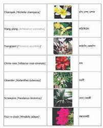 Hibiscus Flower Meaning In Bengali Best Flower Wallpaper
