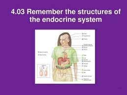 4 03 4 04 Remember The Structures And Understand The Functions Of The Endocrine System Ppt Video Online Download