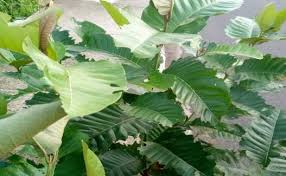 Image result for Harungana madagascariensis