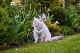 If your cat is allowed to roam freely you may be trying to find ways to keep your cat in your garden. Cat Blog Page 28 Of 143 Excited Cats