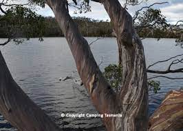 Check spelling or type a new query. Mt Field National Park Government Huts Book Lake Dobson Camping Cabins Accommodation Skiing Bushwalks