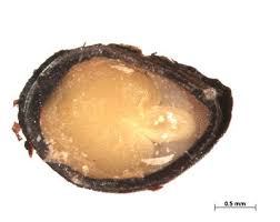 Image result for Triumfetta tomentosa