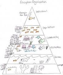 8 Ecosystem Organization Science Biology Ecosystems Homeschool Science