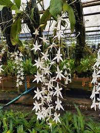 Image result for Aerangis collum-cygni