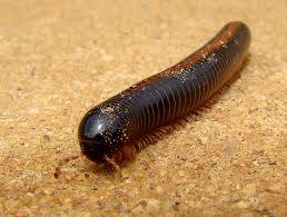 Image result for Diplolophium africanum
