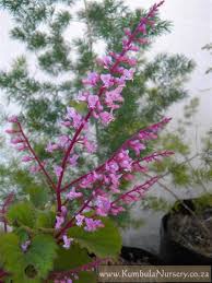 Image result for Plectranthus fruticosus