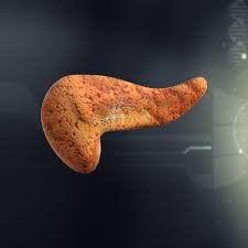 Pancreas Anatomy 3d Model Ad Pancreas Anatomy Model In 2020 Exocrine Gland Anatomy Models Endocrine System Nursing