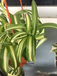 Lagipula, menanam kacang tanah dengan menggunakan metode tumpang sari ini sangat baik untuk untuk melakukan penanaman kacang tanah yang cocok adalah menanam tanaman di daerah yang. Kebaikan Tanam Curly Spider Plant Pokok Lelabah Kerinting Blog Sihatimerahjambu