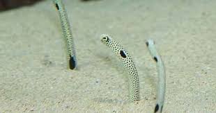 Spotted Garden Eels Pictures Of Sea Creatures Marine Photography Animals