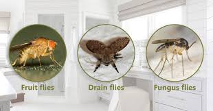 how to get rid of gnats bestadvisor