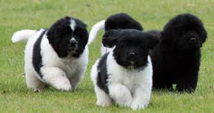 Keep in mind that you may have to keep your landseer newfoundland on a puppy diet for a little more than a year to fuel his slow but steady. 94 Male Landseer Puppies Ideas Puppies Newfoundland Dog Newfoundland Puppies