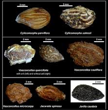 Image result for Cylicomorpha parviflora