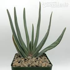Image result for Aloe plowesii
