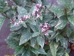 Image result for Pandiaka welwitschii