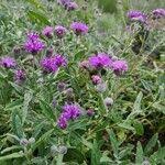 Image result for Erlangea