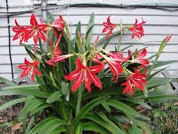 Saint joseph flower, also known as st. Full Size Picture Of Hardy Amaryllis St Joseph S Lily Hippeastrum X Johnsonii Passed To Us From Louisiana Friends Who Are Amaryllis Plants Tropical Garden