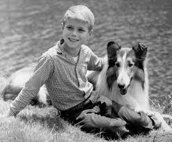Maybe you would like to learn more about one of these? 14 Ways To Get Your New Dog To Trust Love And Respect You 3 Lost Dogs