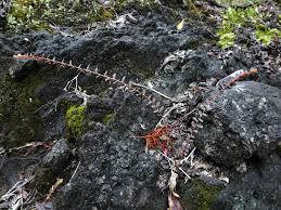 Image result for Phyllanthus polyspermus